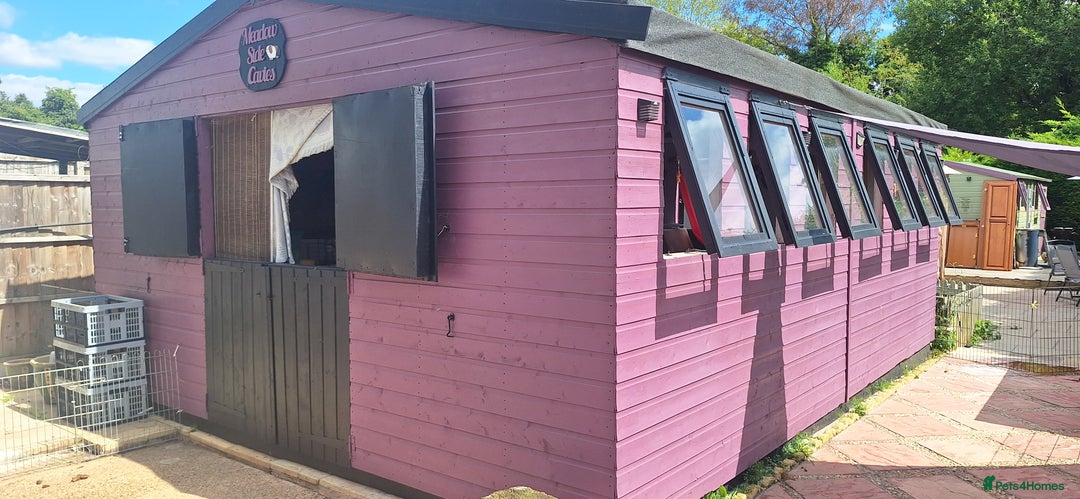 Guinea Pig rodents for sale: MEADOW SIDE CAVIES HEREFORDSHIRE  - Advert 1