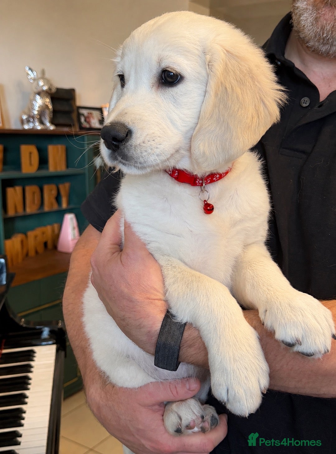 Golden Retriever dogs Beautiful KC Registered Golden Retriever Puppies - Advert 1