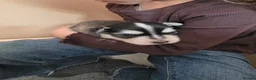 Pomsky dogs for sale: Beautiful f4 pomsky's - Advert 28