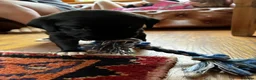 Mixed Breed dogs for sale: Rhodesian Ridgeback X Canaan Dog Puppies  - Advert 12