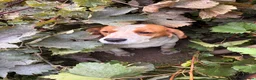 Beagle dogs for sale: FOREVER HOME WANTED FOR BECKY & BUDDY 🐾❤️ - Advert 5