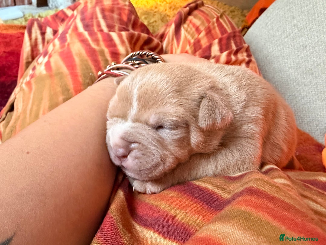 Olde English Bulldogge dogs for sale: Olde English Bulldog Puppies - Family Raised  - Advert 6