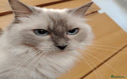 Ragdoll cats for sale: Female Ragdoll Cat - Image 1