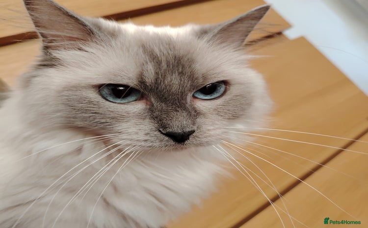 Ragdoll cats - Advert 3