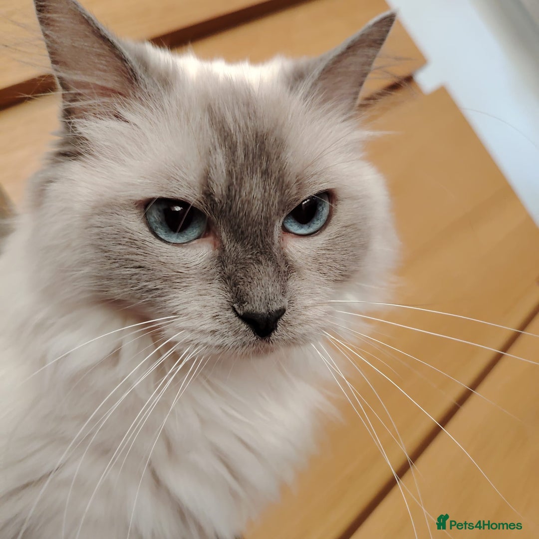 Ragdoll cats for sale: Female Ragdoll Cat - Image 1