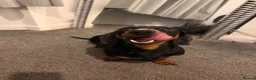 Miniature Dachshund dogs for sale: 2 year old male miniature dachshund  - Advert 2