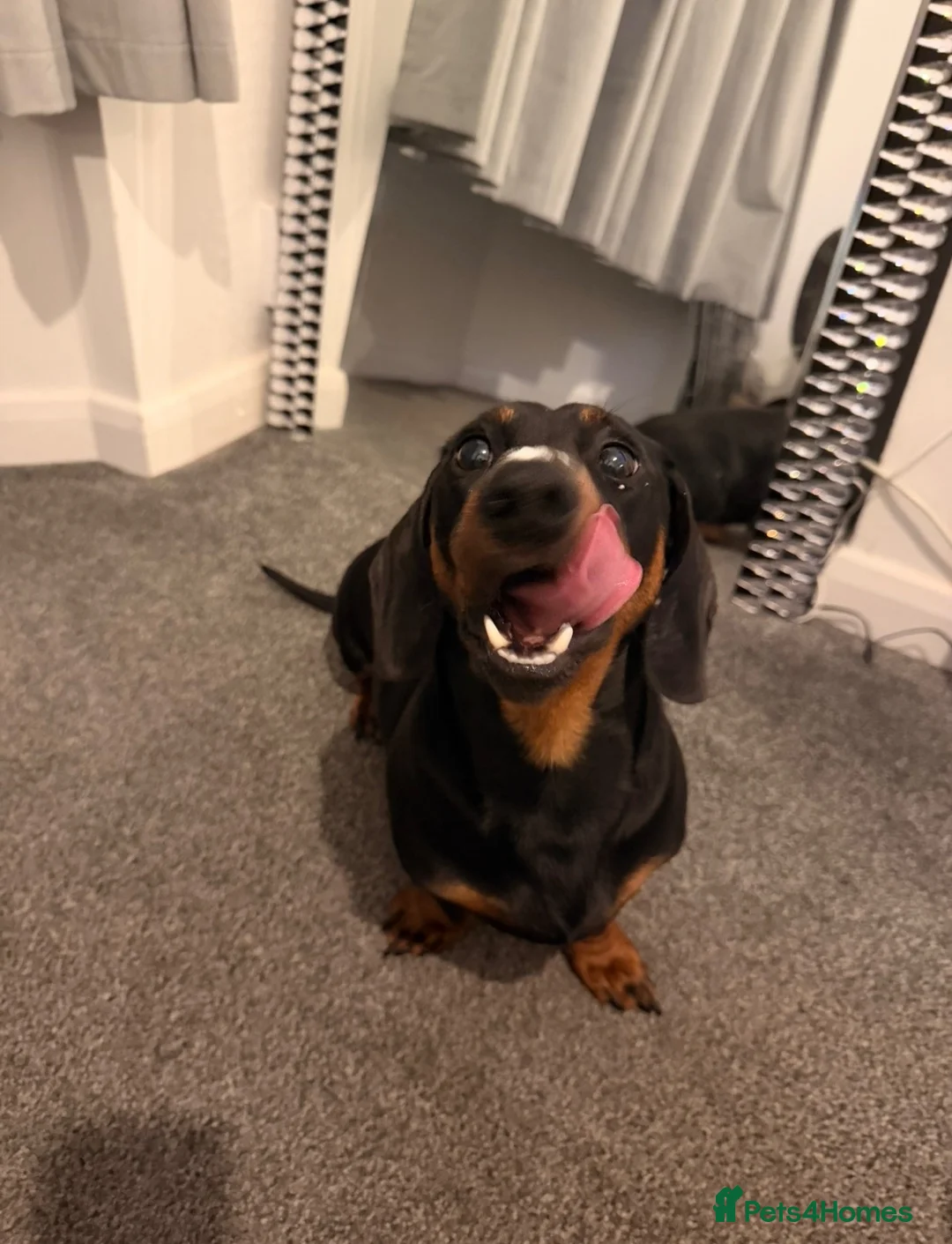 Miniature Dachshund dogs for sale: 2 year old male miniature dachshund  - Advert 2