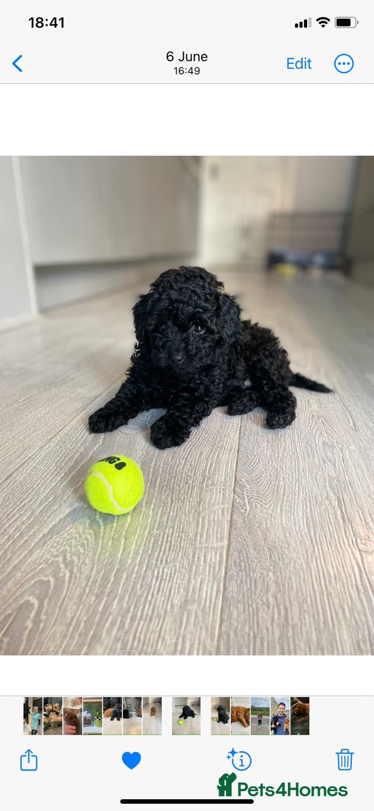 Toy Poodle dogs KC TINY TOY POODLE BOY ~ FIRTOY BLACK IS BACK - Advert 12