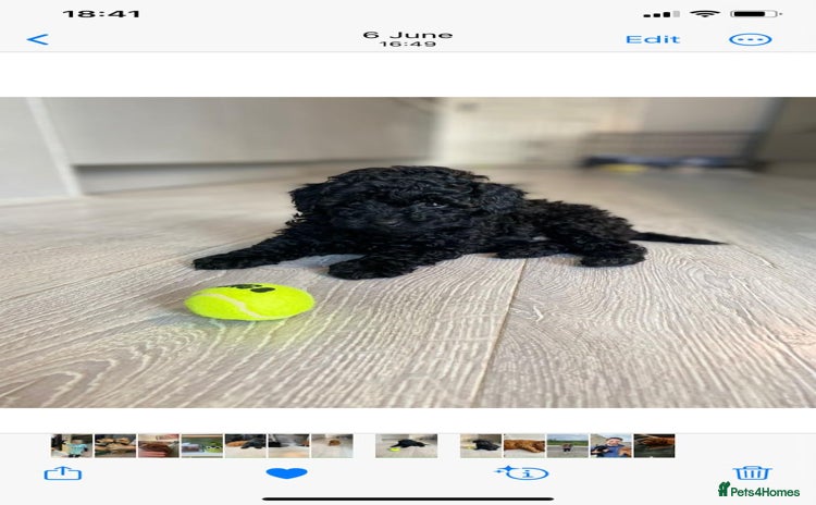 Toy Poodle dogs - Advert 3