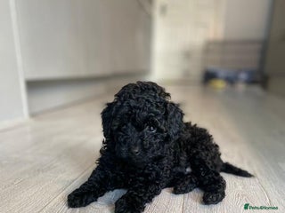 Toy Poodle dogs - Advert 4