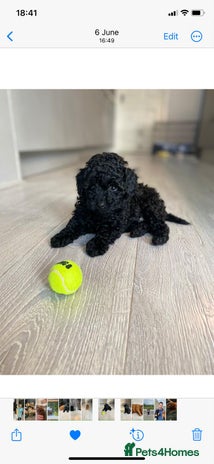 Toy Poodle dogs - Advert 4