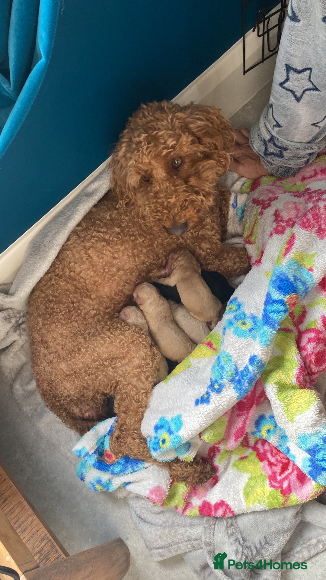 Mixed Breed dogs for sale: Maltipoo x Cockapoo puppies - Image 2