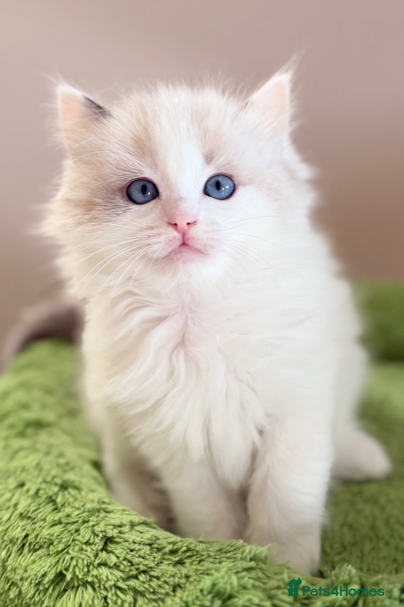 Ragdoll cats Stunning champion line Ragdoll kittens - Advert 7