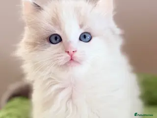 Ragdoll cats Stunning champion line Ragdoll kittens - Advert 15