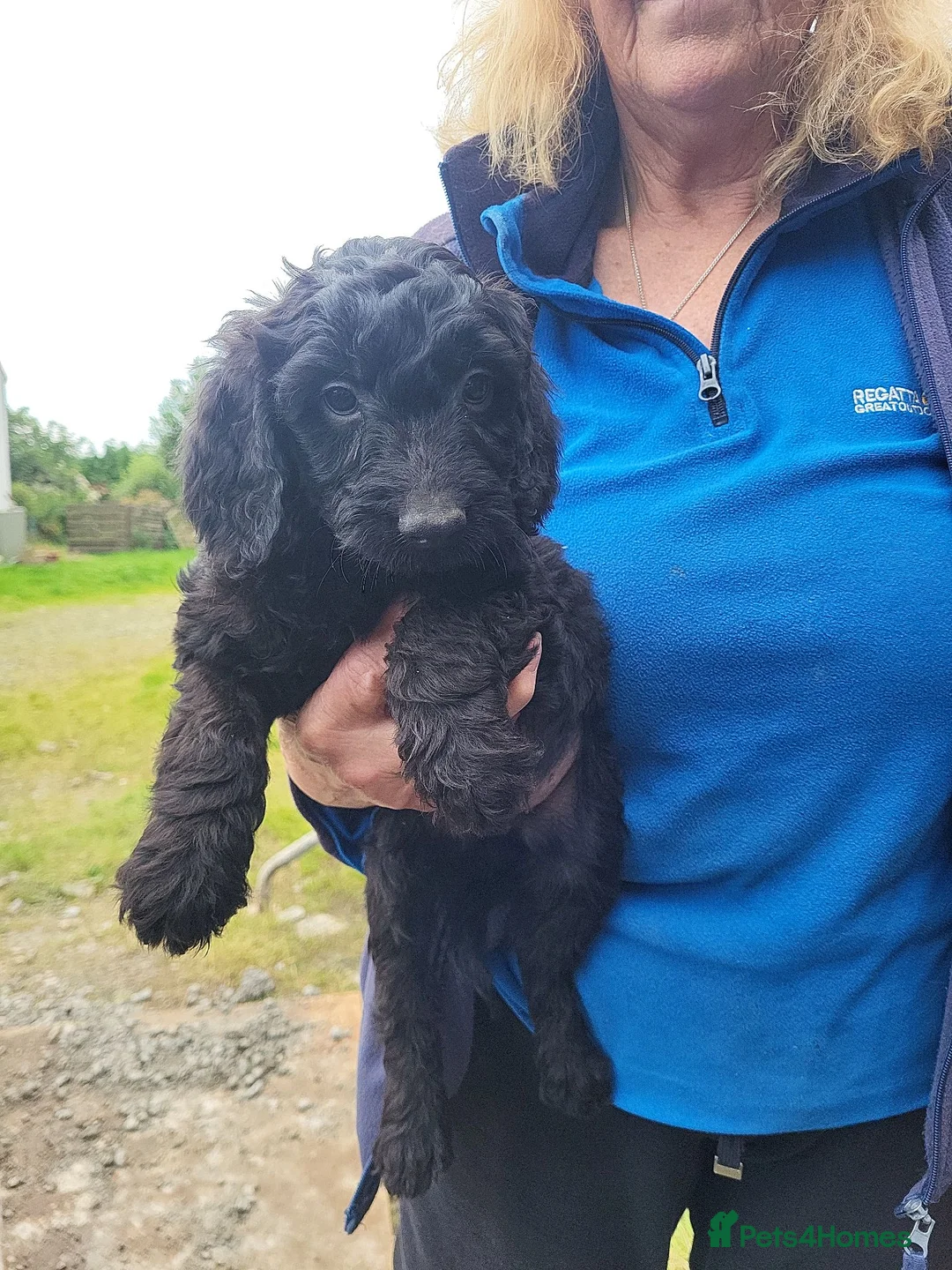 Cockapoo dogs for sale: Cockapoo puppies in Turriff - Advert 6