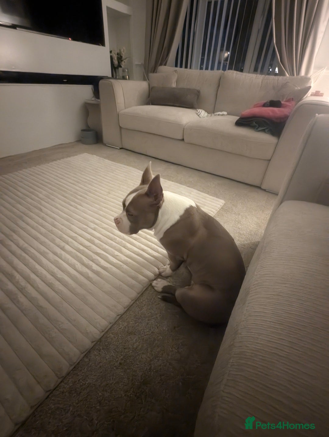 American Bully dogs for sale: Narla  - Advert 4