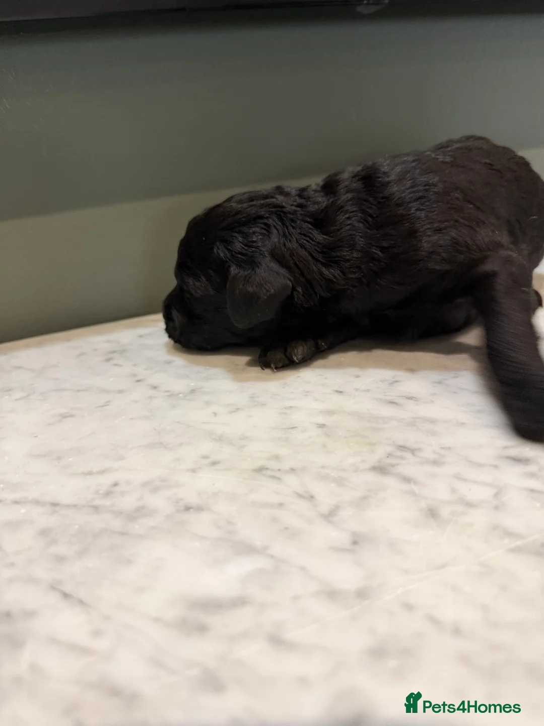 Labradoodle dogs for sale: Labradoodle puppies for sale - Advert 7