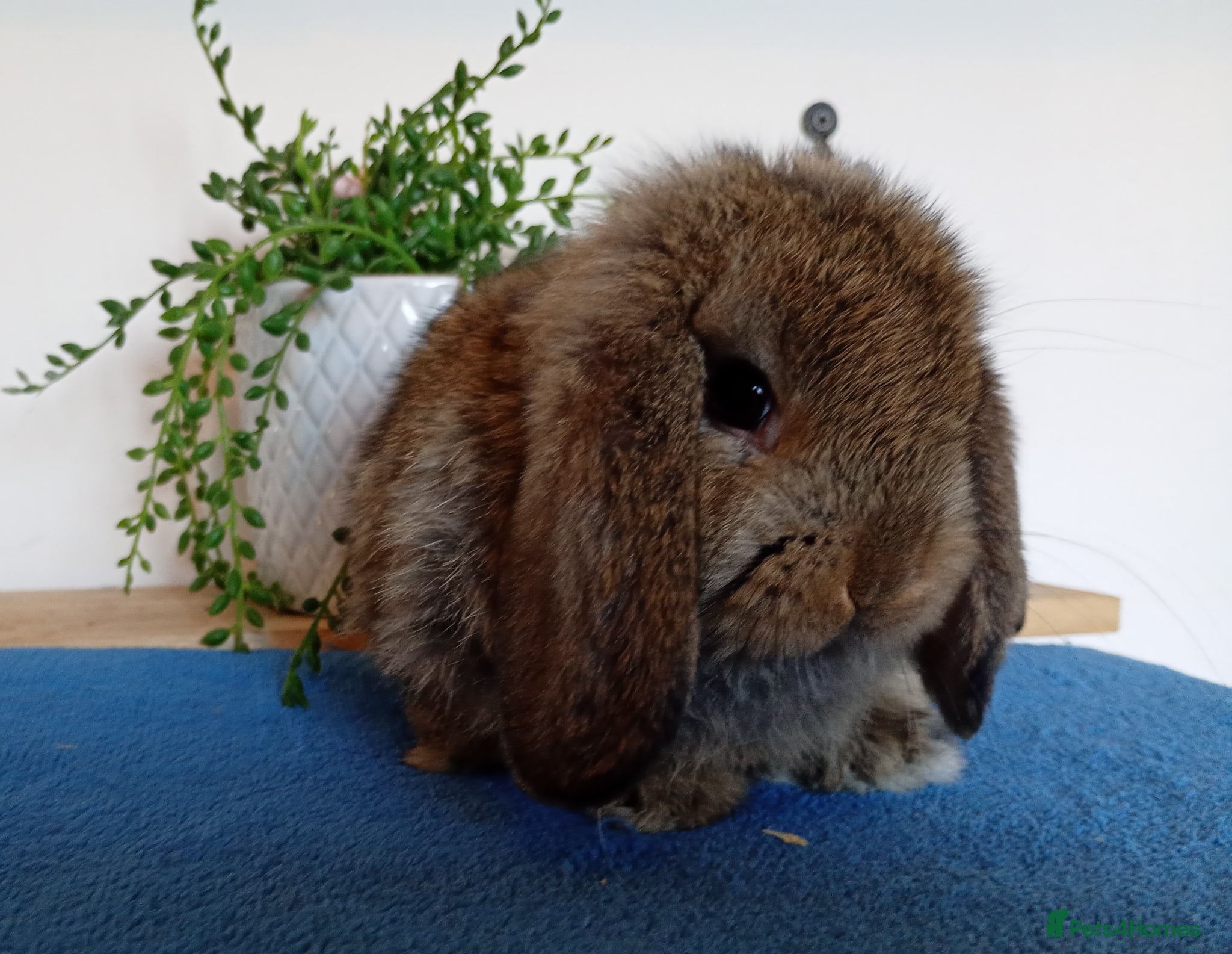 Mini Lop rabbits Beautiful mini lops available  - Advert 1