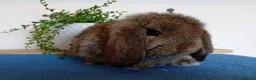 Mini Lop rabbits for sale: Beautiful mini lops available  - Advert 1