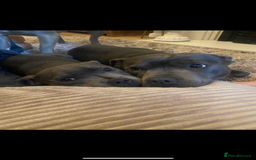 Staffordshire Bull Terrier dogs for sale: Staffordshire bull terrier - Image 3