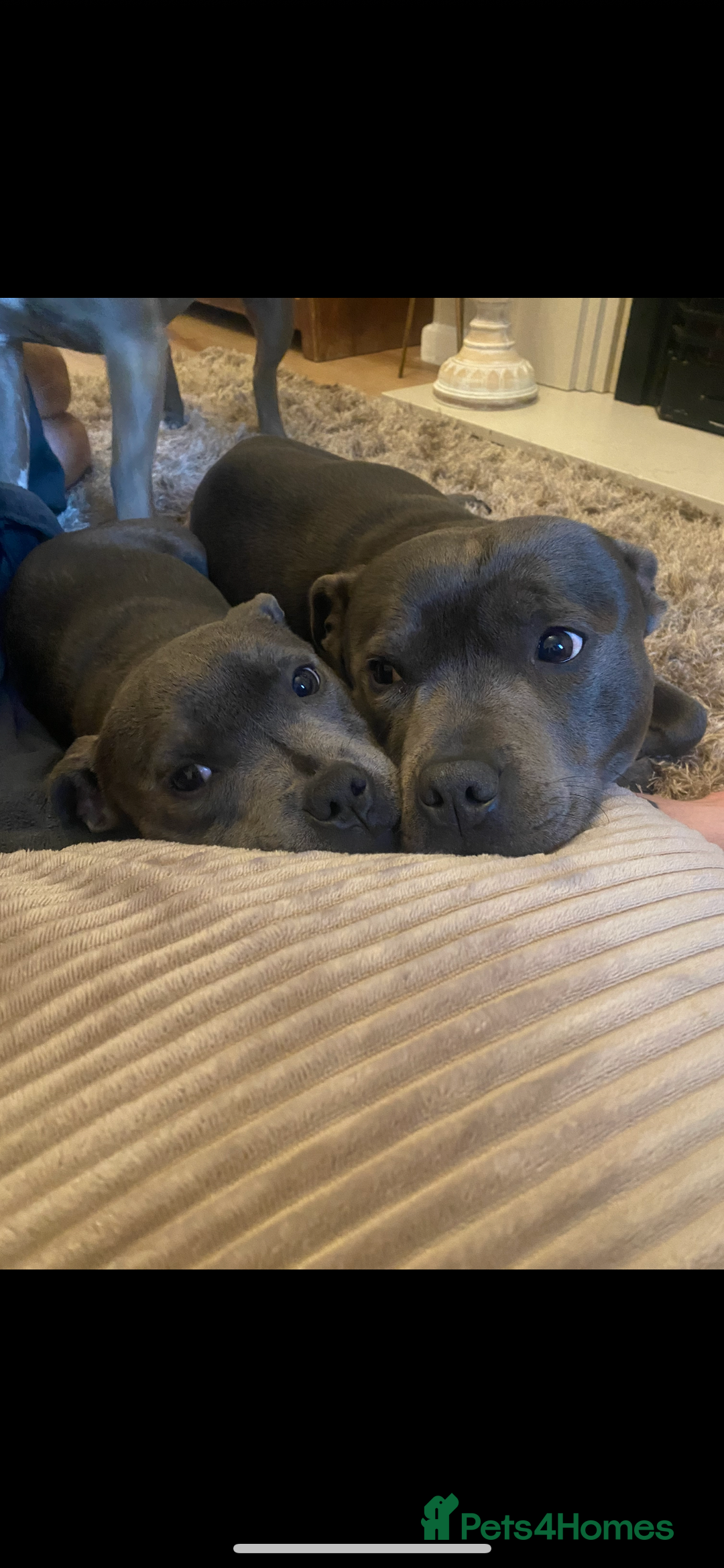 Staffordshire Bull Terrier dogs for sale: Staffordshire bull terrier - Image 3