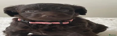  Dark brown - light pink collar 