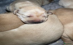 Labrador Retriever dogs for sale: Labrador pups full pedigree ready 22nd Dec - Image 4