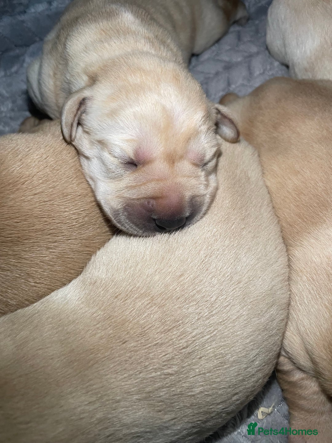 Labrador Retriever dogs for sale: Labrador pups full pedigree ready 22nd Dec - Image 4