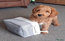 Australian Labradoodle dogs for sale: Beautiful Australian Labradoodle x pups!  - Image 4