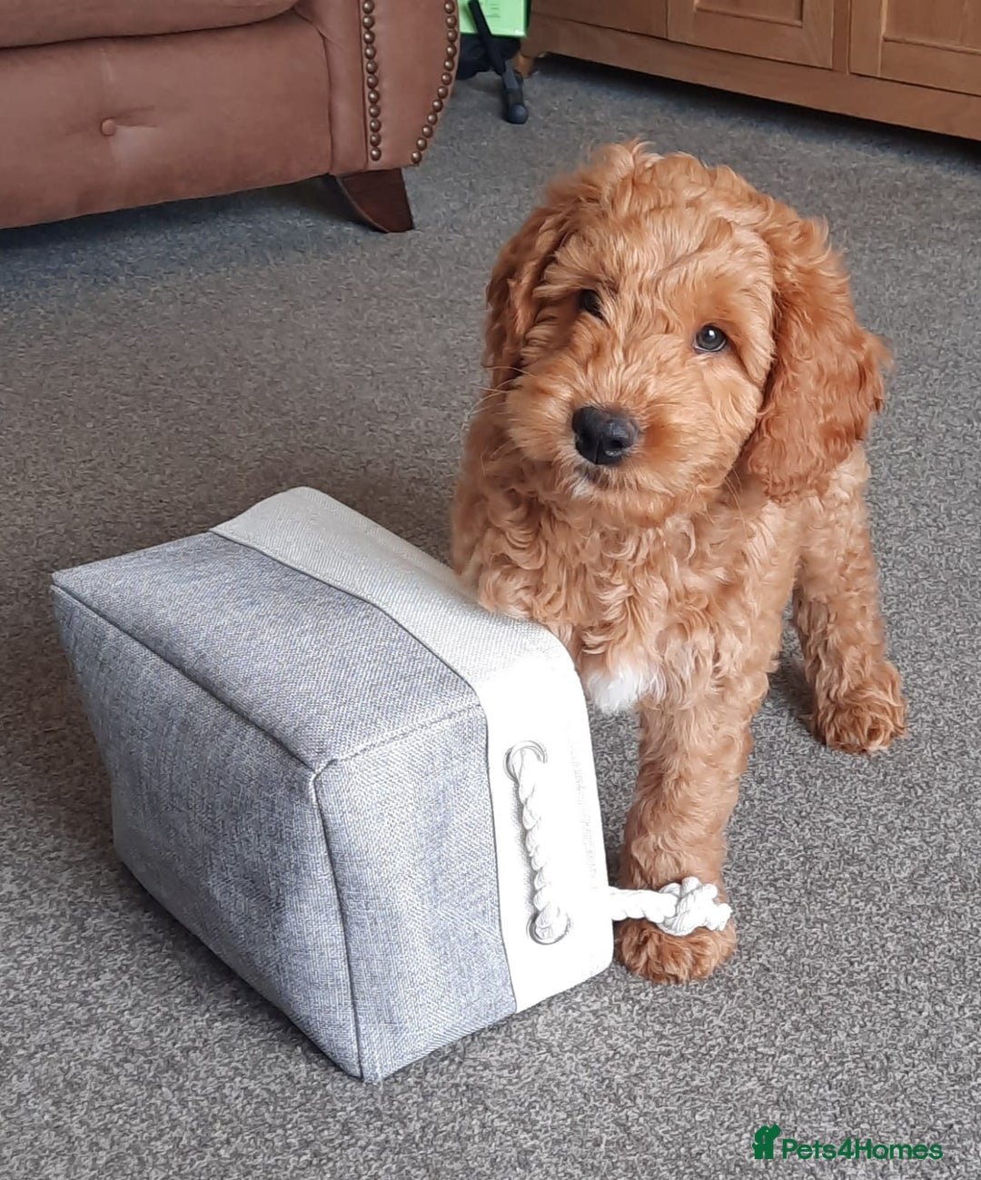 Australian Labradoodle dogs for sale: Beautiful Australian Labradoodle x pups!  - Image 4