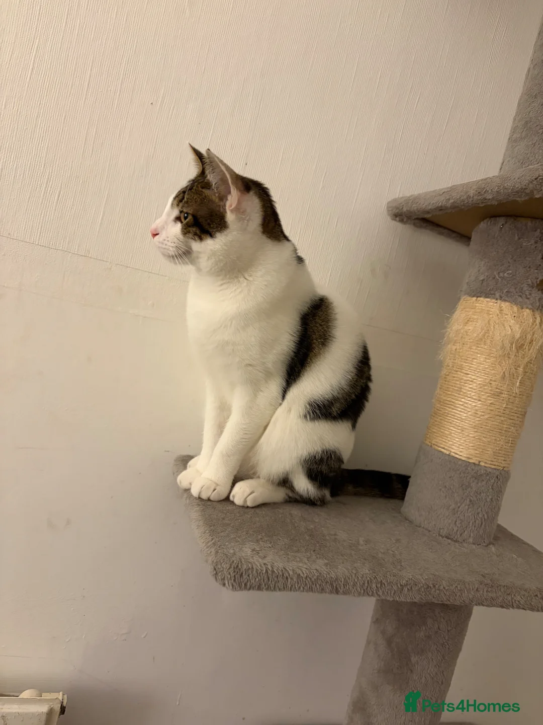 Mixed Breed cats for sale: Male cat  - Advert 2