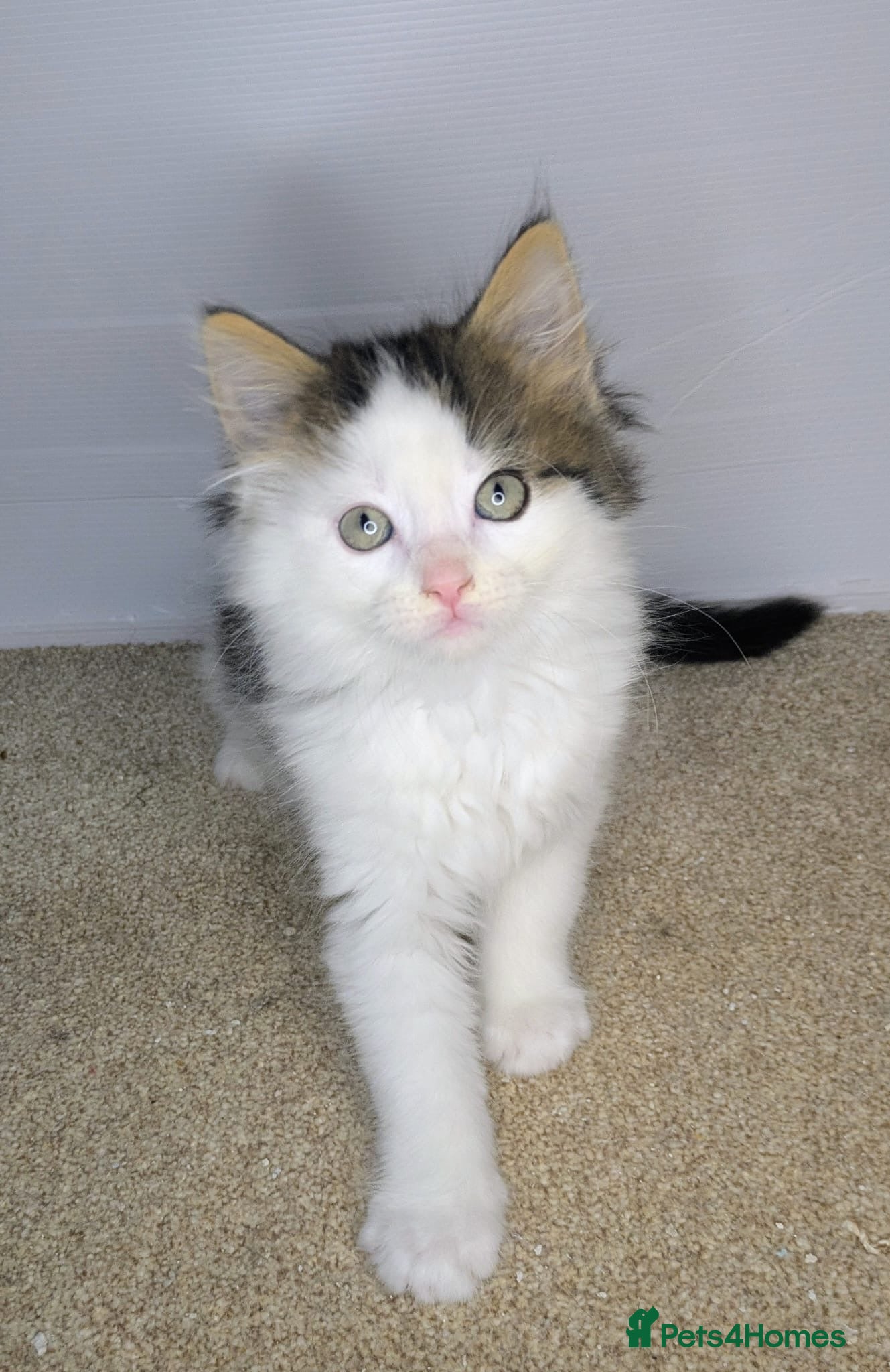 Maine Coon cats LAST BOY LEFT Maine Coon kitten  - Advert 18