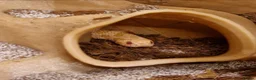 Snake reptiles for sale: Albino Western Hognose Snake – Male – Enclosure  - Advert 3