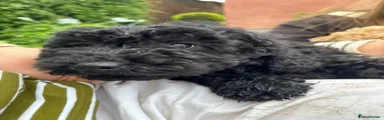 Cockapoo Puppy 5