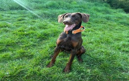 Dobermann dogs for sale: Beautiful litter of Doberman puppies  - Image 18