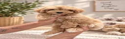 Shihpoo dogs for sale: REDUSEC Two left- SHIHPOO × TOY POODLE PUPPIES - Advert 10