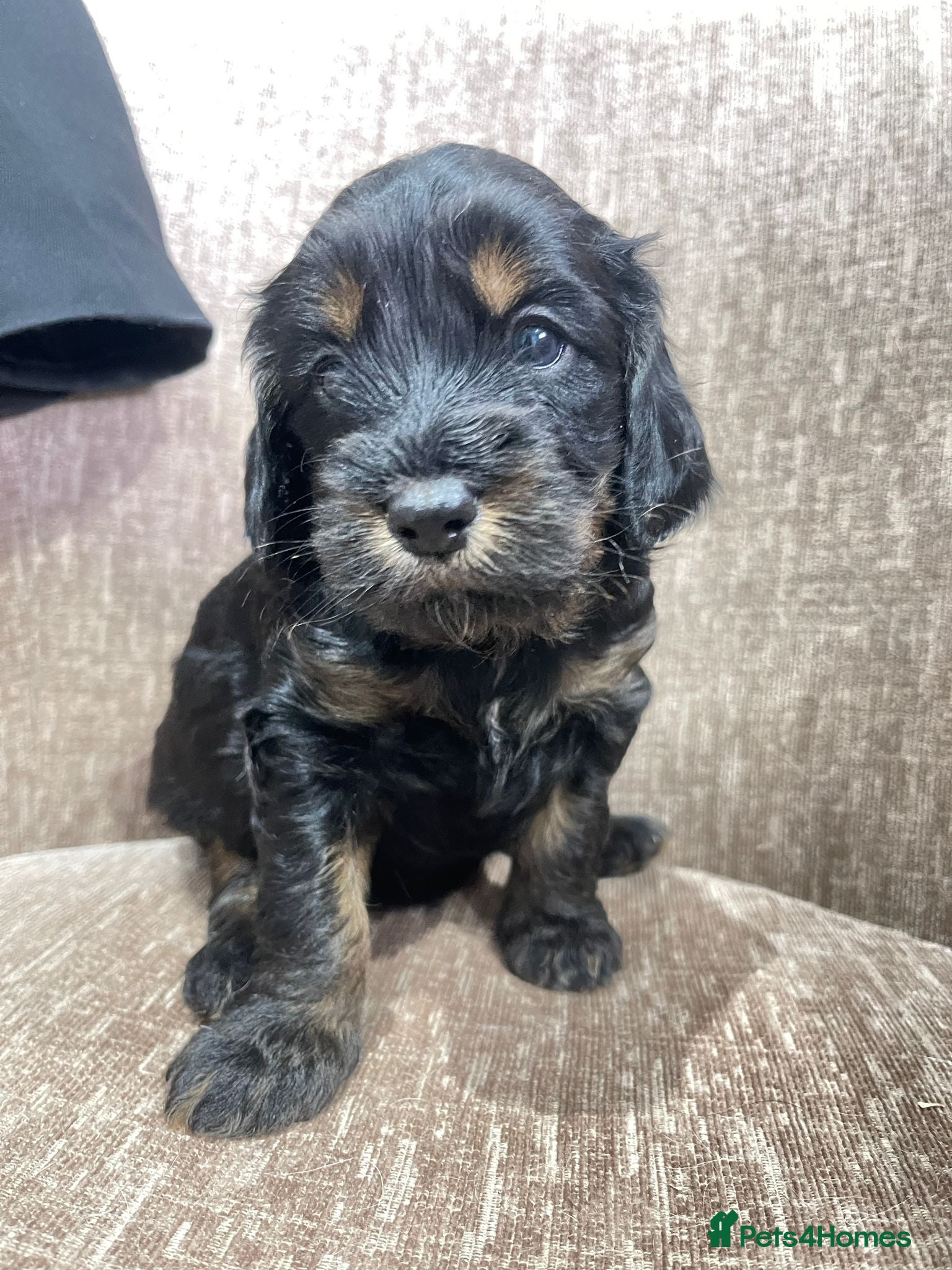 Mixed Breed dogs Sprockerpoo puppies only two left now. - Advert 4