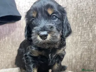 Mixed Breed dogs Sprockerpoo puppies only two left now. - Advert 3