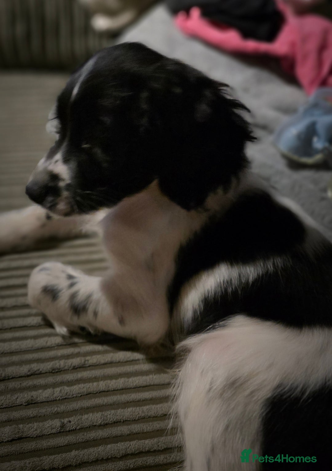 Sprocker dogs for sale: Sprocker pup - Advert 7