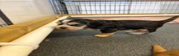 Cocker Spaniel dogs for sale: Stunning litter of show cocker puppies  in Kidwelly - Advert 18