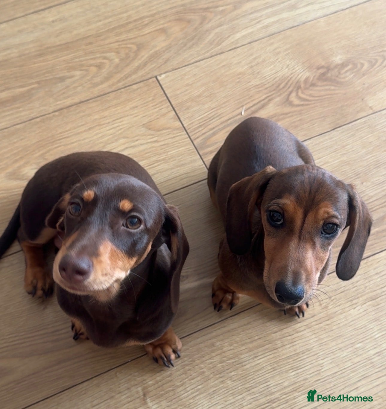 Miniature Dachshund dogs 2 beautiful miniature dachshunds  - Advert 2
