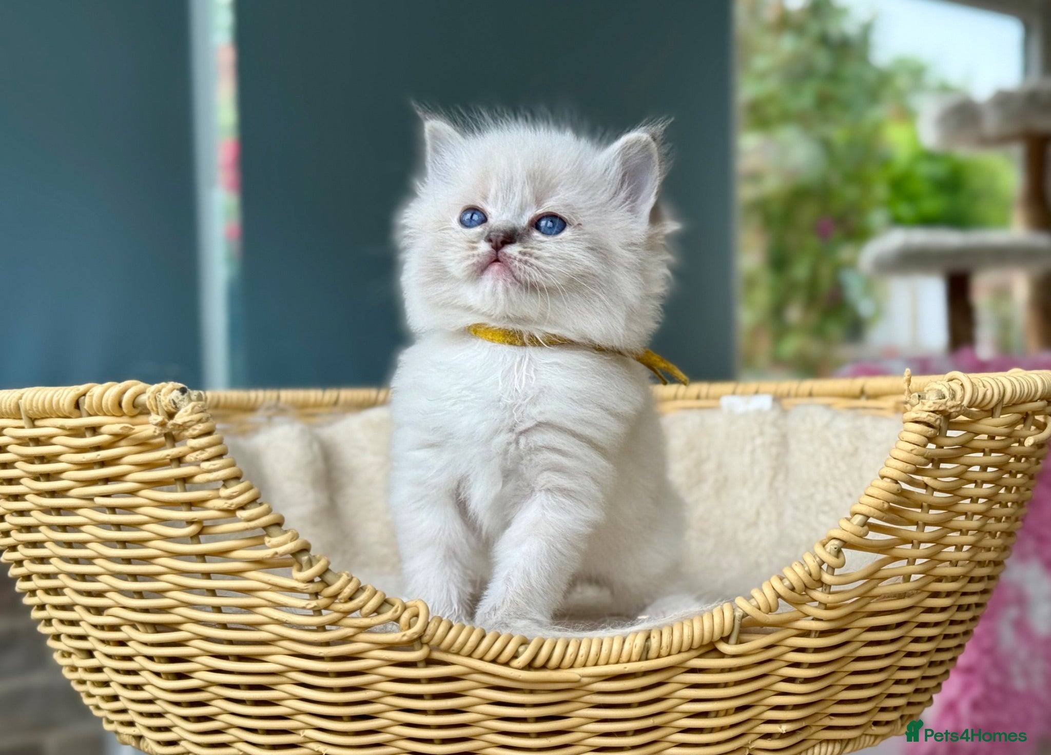 Ragdoll cats Blue Tabby mitted  - Advert 1