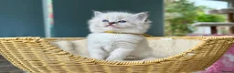 Ragdoll cats for sale: Blue Tabby mitted  - Advert 1