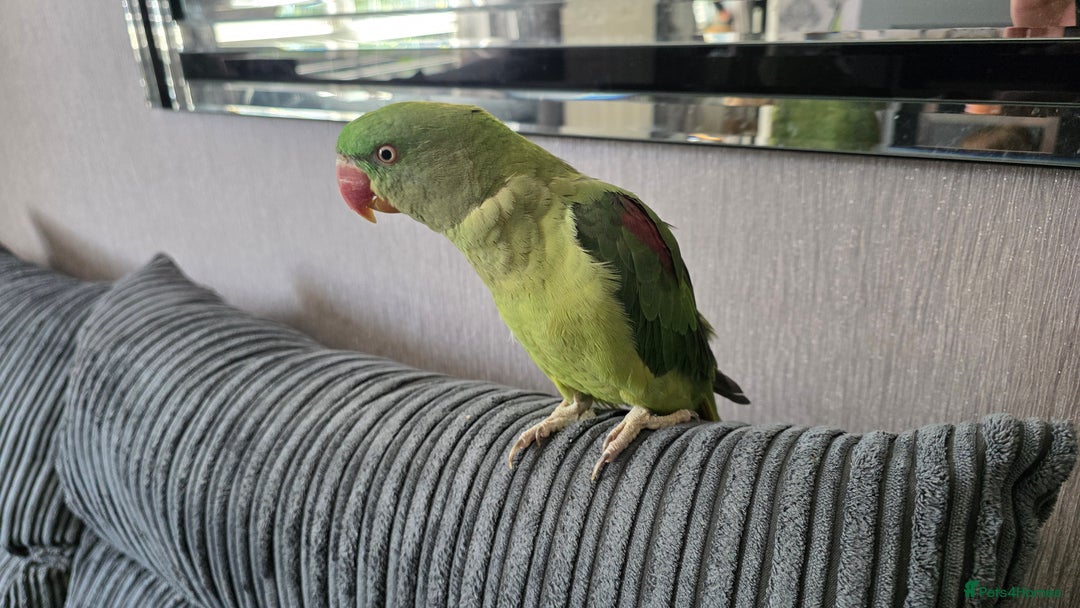 Parrots birds for sale: Alexandrine parrot Ready now  - Image 5