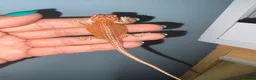 Bearded Dragon reptiles for sale: 🦎 beautiful G stripped dragons 🐉  - Advert 5