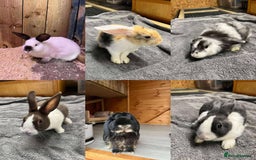 Mini Lop rabbits for sale: Small Animals for Sale  - Image 1