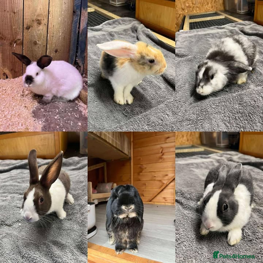 Mini Lop rabbits for sale: Small Animals for Sale  - Image 1
