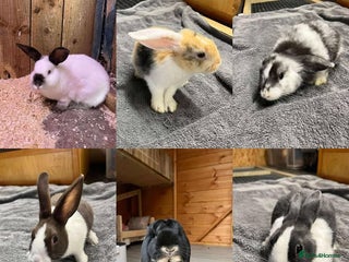 Mini Lop rabbits - Advert 19