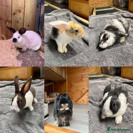 Mini Lop rabbits for sale - Advert 1