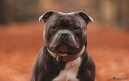 Staffordshire Bull Terrier dogs for stud: BEST UK BRED BLUE STUD  - Image 5